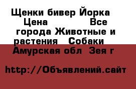 Щенки бивер Йорка  › Цена ­ 30 000 - Все города Животные и растения » Собаки   . Амурская обл.,Зея г.